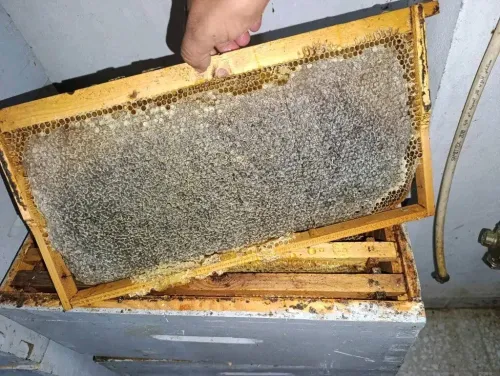 عسل جبلي حر 