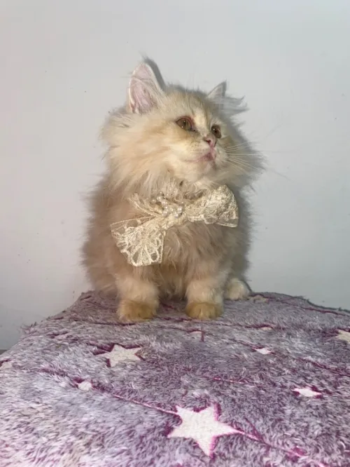 Chat persan avendre