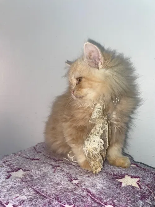 Chat persan avendre