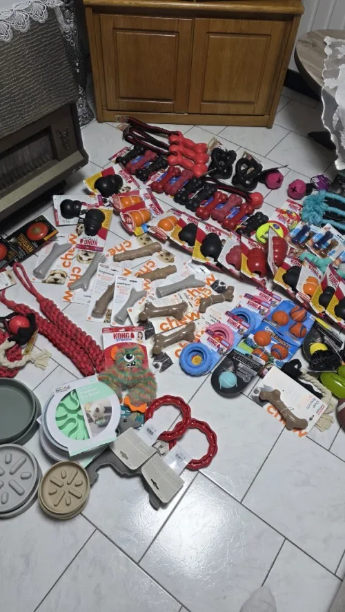 accessoires pour chien