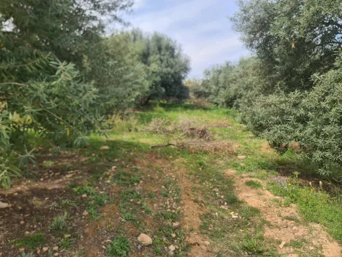 Vente Terrain Bouira Ahl el ksar