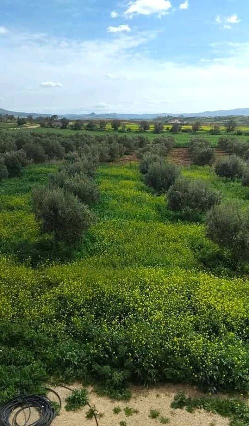 Vente Terrain Agricole Tlemcen Marsa ben mhidi