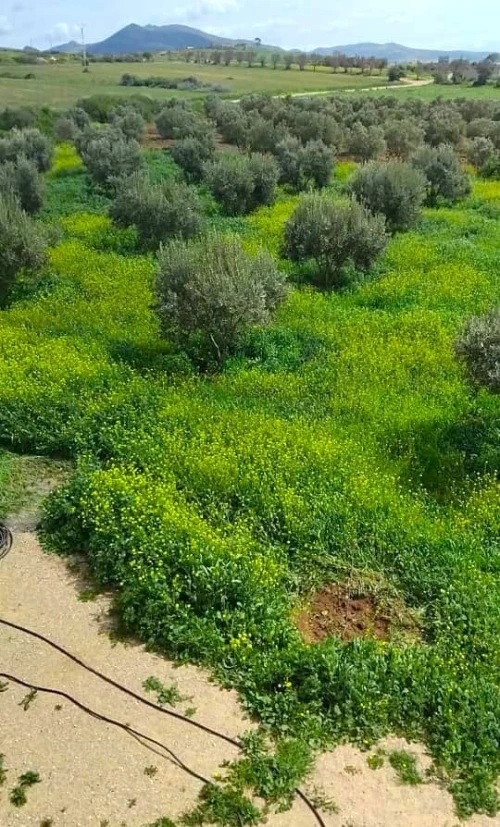 Vente Terrain Agricole Tlemcen Marsa ben mhidi