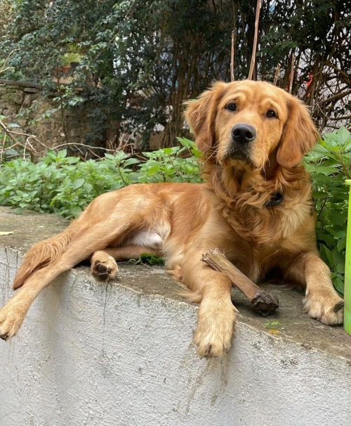 Golden retriever chiot
