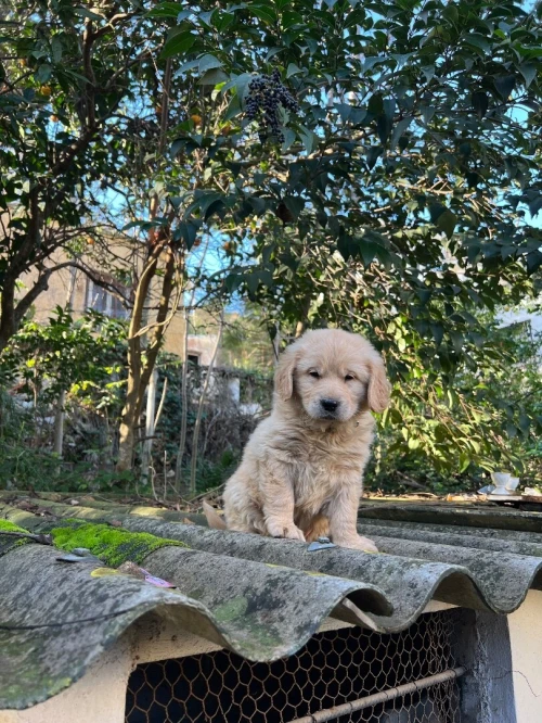 Golden retriever chiot