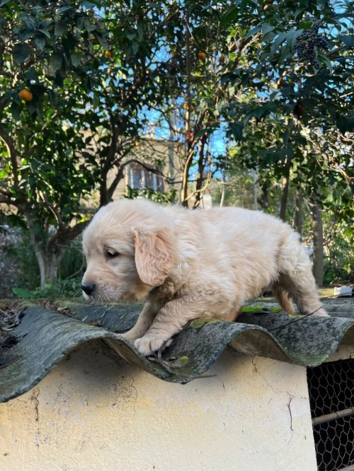 Golden retriever chiot