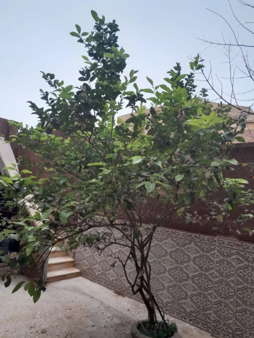 Vente Villa Alger Khraissia