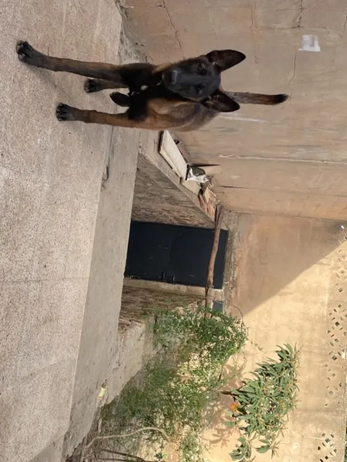 Une Chienne De Berger Malinois  