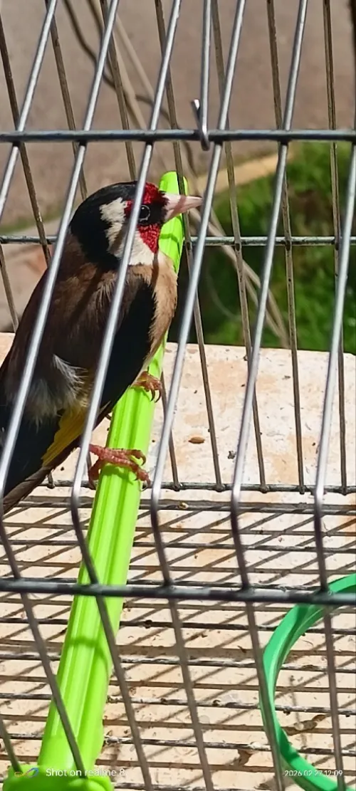 خلوي عندو شهرين