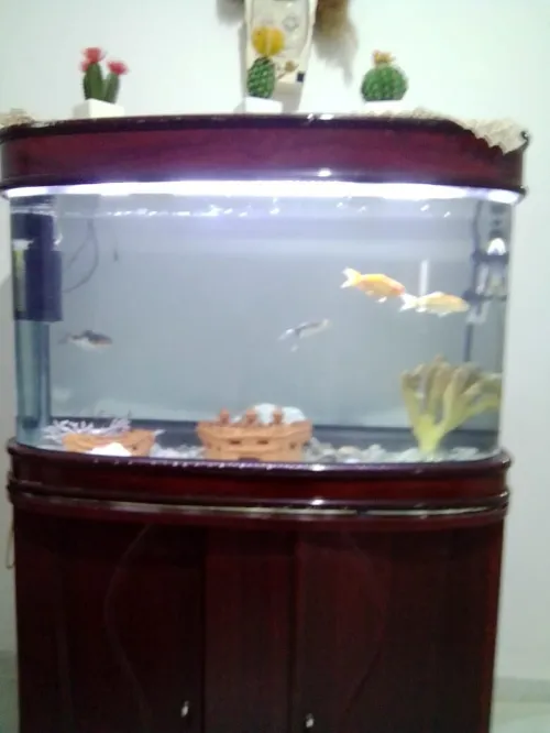 aquarium
