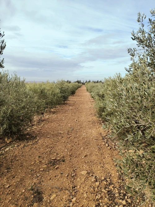 Vente Terrain Agricole Sétif Ain arnat