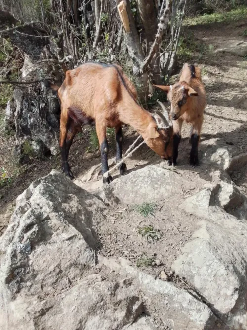 Chèvre alpine avec chevreau (male)
