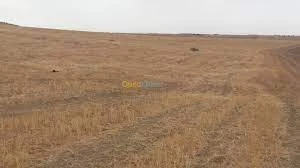 Vente Terrain Agricole Aïn Defla Miliana