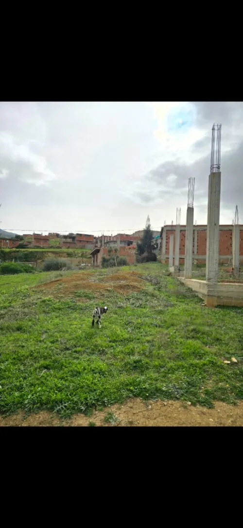 Vente Terrain Blida Ain romana