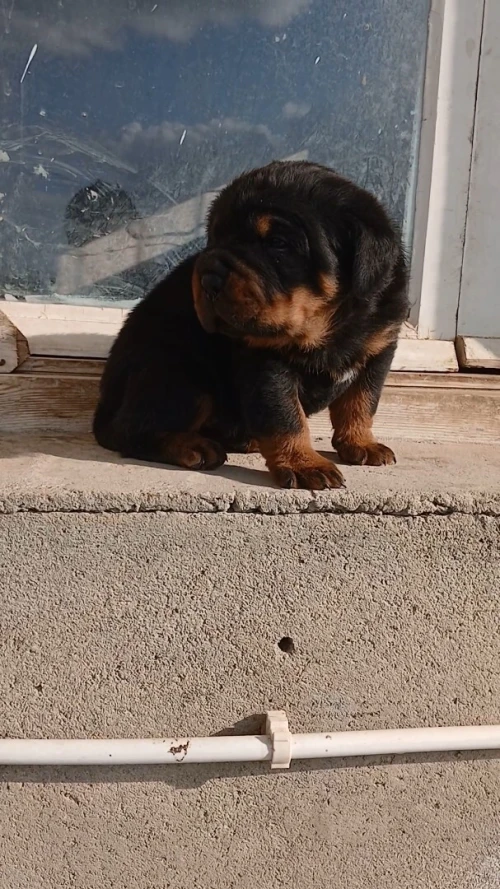Rottweiller