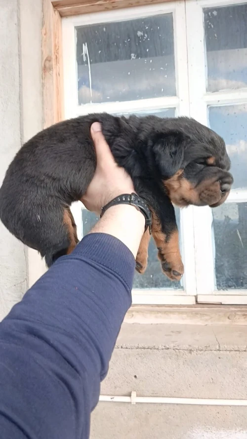 Rottweiller