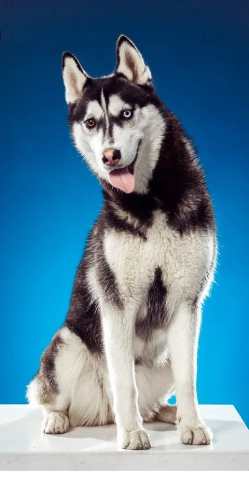 Chien husky 