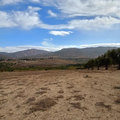Vente Terrain Tlemcen Chetouane