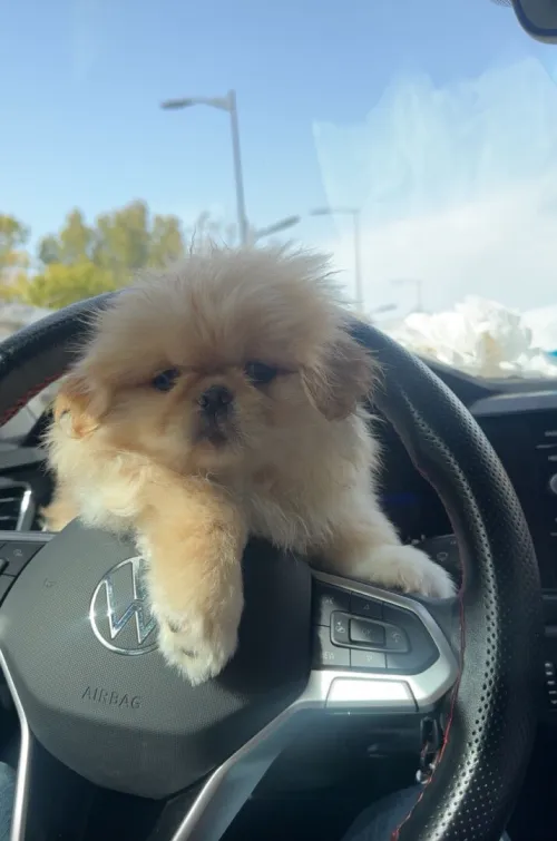 Chiot Pekinois toy