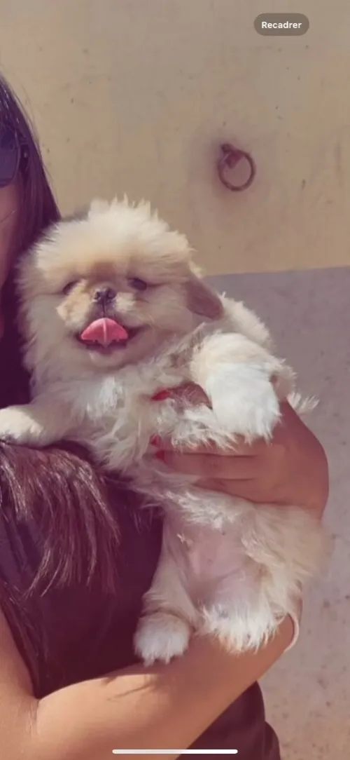 Chiot Pekinois toy