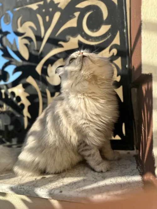 قط شينشالي 
