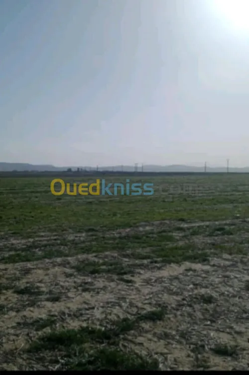 Vente Terrain Guelma Tamlouka