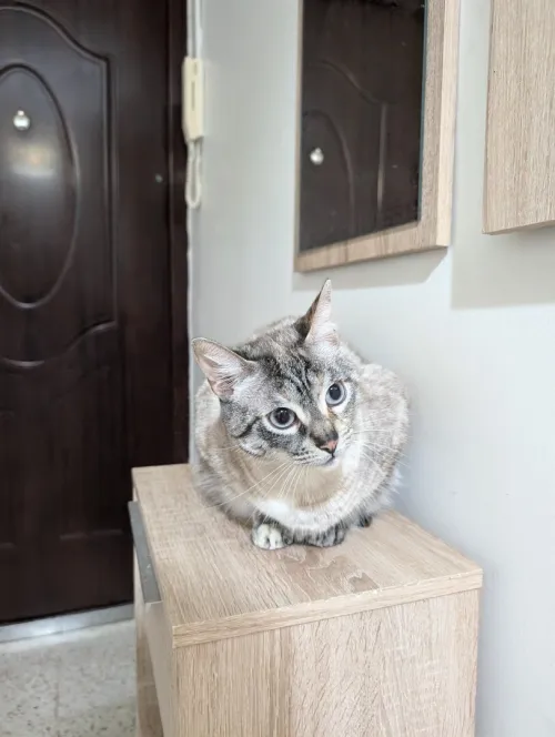 Donne chat siamois croisé 