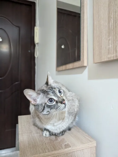 Donne chat siamois croisé 