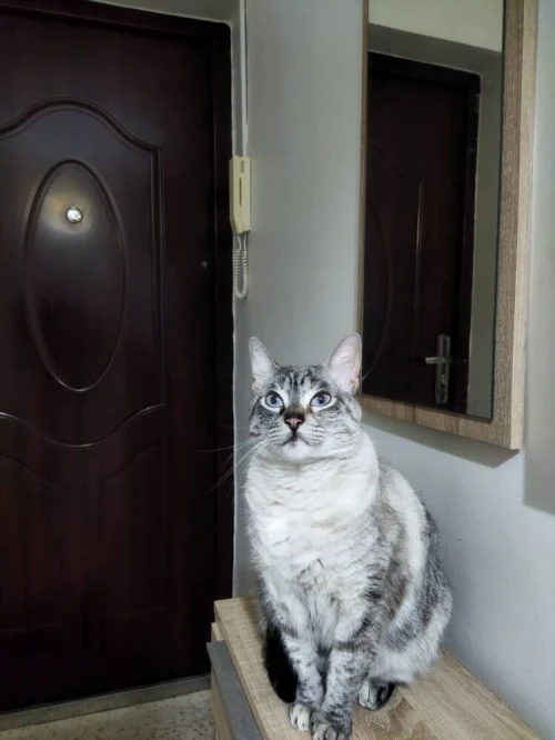 Donne chat siamois croisé 