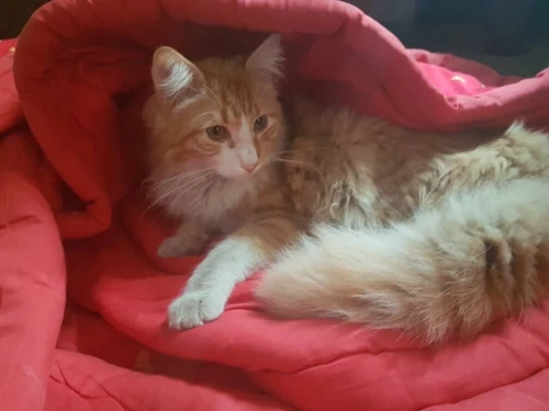 Chat pour accouplement avec chat persan 