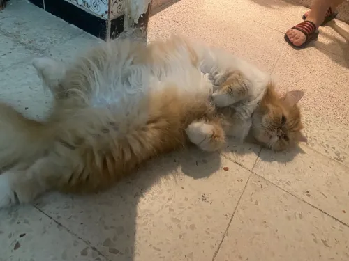 Chat persan femelle pour accouplement 