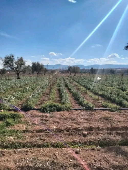 Vente Terrain Agricole Tlemcen Tlemcen