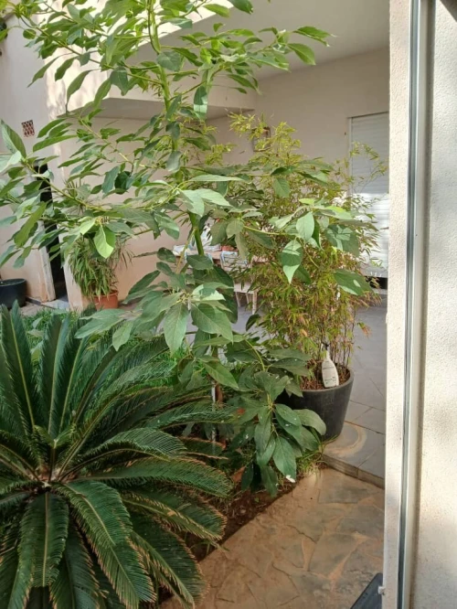 Location vacances Villa Tipaza Fouka