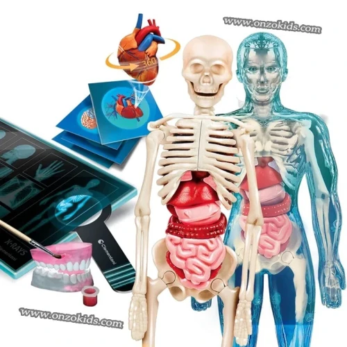 Jeu Scientifique laboratoire d'anatomie - Clementoni