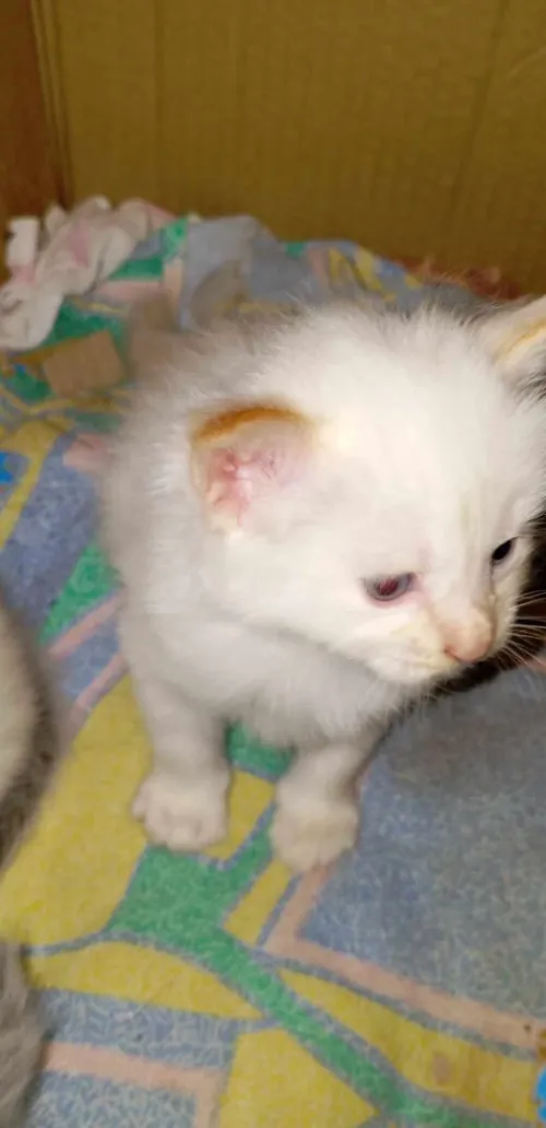 Chatons siamois 