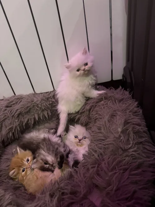 chats persans chinchilla pure race