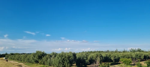 Vente Terrain Agricole Msila Maarif