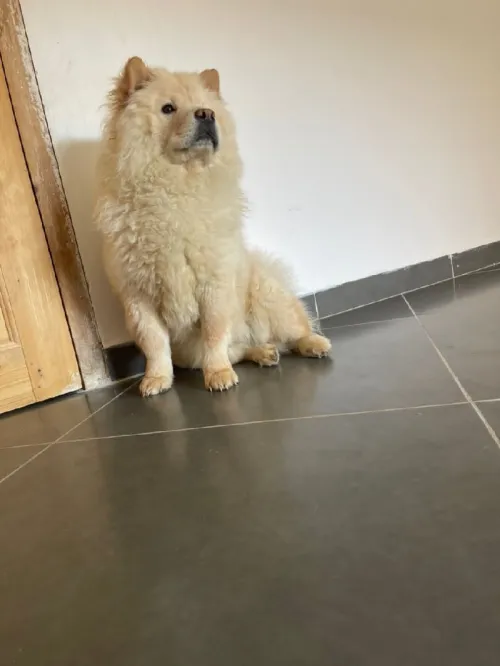 Chow-chow pure race blanche 