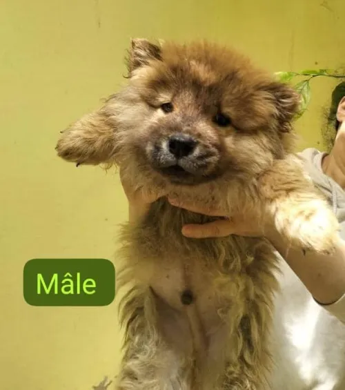 Chiots chow-chow pure race parents venus de l'étranger  شاوشاو سلالة نقية والديهم من الخارج