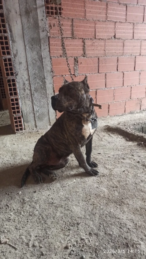 Presa Canario