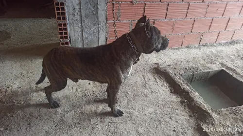 Presa Canario