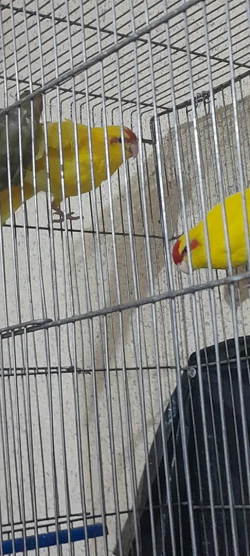 Vend couple kakiriki avec le bébé