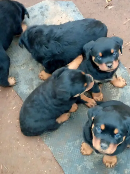 ROTTWEILER DE PURE RACE