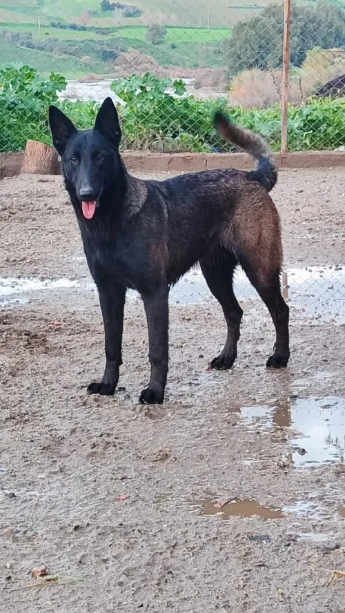 Malinois