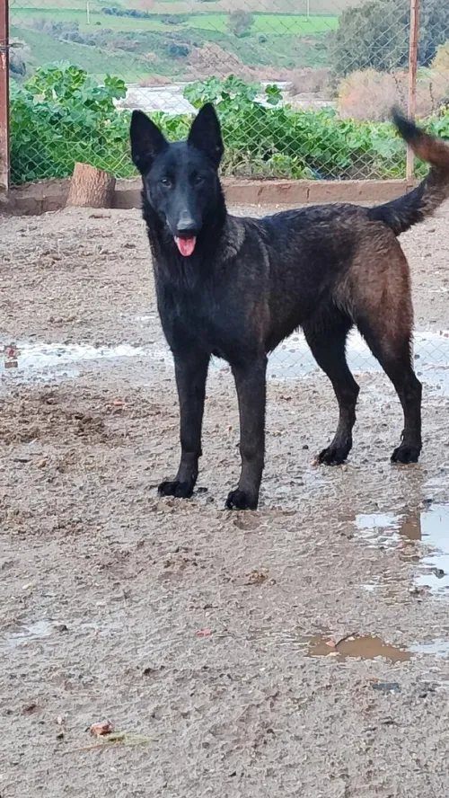 Malinois