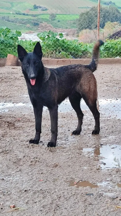 Malinois