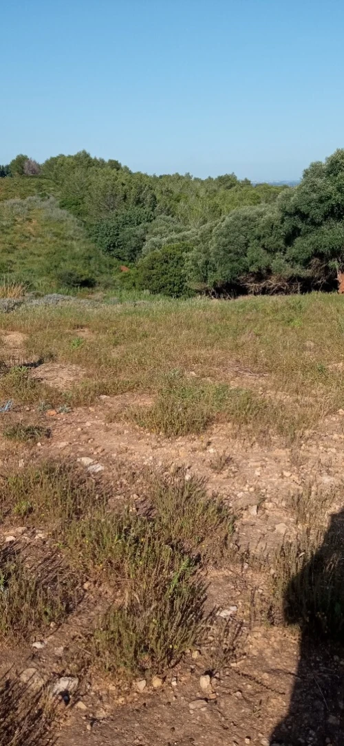Vente Terrain Tipaza Attatba