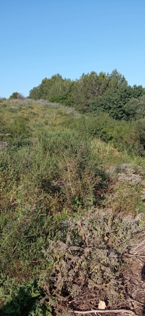 Vente Terrain Tipaza Attatba