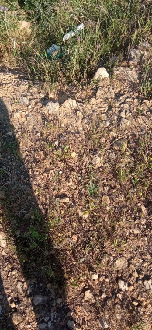 Vente Terrain Tipaza Attatba