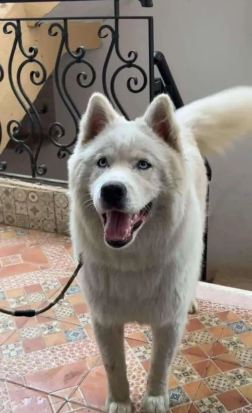 Husky malamute